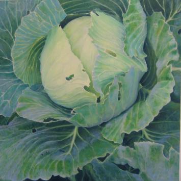 Sarah Paino - Cabbage
