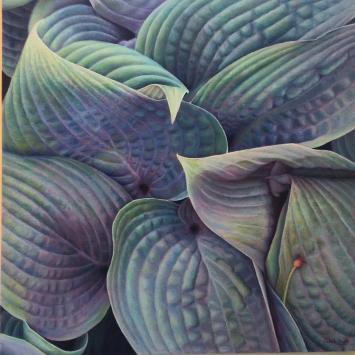Sarah Paino - Hosta