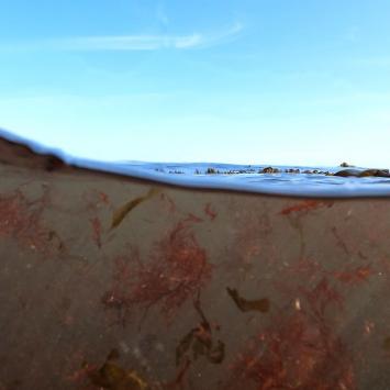 Still detail showing underwater scenes from the film Into the Oceanic